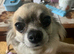 Apple head chihuahuas