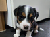 Jack Russell