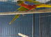 Turquoise parrots Glasgow