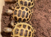 Baby tortoise with fully set up home&accesories