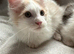Last Maine Coon Boy Kittens. Ready Now