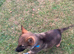 9 weeks old (boy)