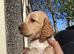 KC Cocker Spaniel Pups