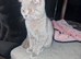 Beautiful little girl British short haired