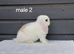 Beautiful purebred mini lops