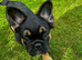 Fluffy French Bulldog Puppies Ready Now - £2,000