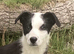 FULLY VACCINATED Border Collie puppies Fully ready to leave