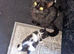 Randomly kittens for sale