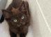 Maine coon xxx