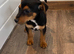 Jack Russell puppies ready for there new homes