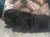 Beautiful Black girl imperial Shih Ztu 1500