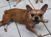 Beautiful Urajiro French bulldog girl