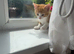 3 ginger male kittens ready to go