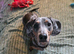 Dachshund