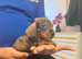 Miniature Dachshund