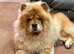 4 year old chow female