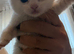 Adorable kittens looking for new homes