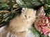 British long and shorthair kittens