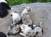 Border collie pups for sale