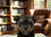 Miniature Yorkshire terrier puppy’s