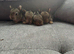 Mini lop babies