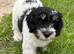 Polish Lowland Sheepdog