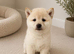 Japanese Shiba Inu puppies