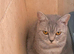 British shorthair female kittens