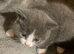 Ready now! Beautiful part pedigree kittens