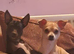 Two chihuahuas