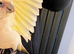 Tame beared eyed cockatoo
