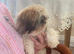Beautiful shi Tzu puppy