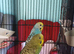 Pair of young budgies