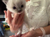 2 Female Ragdoll kittens