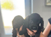 Cocker spaniel puppies