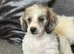 Lovely Doxiepoo Puppies looking for there loving home. Boys and girls available