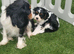 KC Cavalier King Charles!