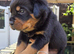 Top kc Rottweiler puppies