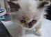 READY NOW GCCF registered Ragdoll kittens