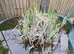 Pond plant
