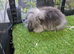 Sable double mane mini lion lop baby rabbits girls