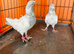 Pakistani pigeons highflyers