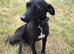 Most beautiful little boy patterdale puppy