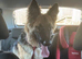 Beautiful 7 month old gsd