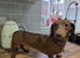 Stud Miniature dachshund Tiny Ted dapple carrying long