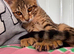 Female Savannah kitten for sale
