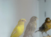 Canaries