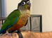 Mixed coloured conures