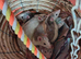 Lovely rats