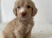 F1 cockapoo puppies